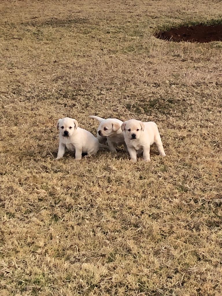 PureBreed Labrador Puppies