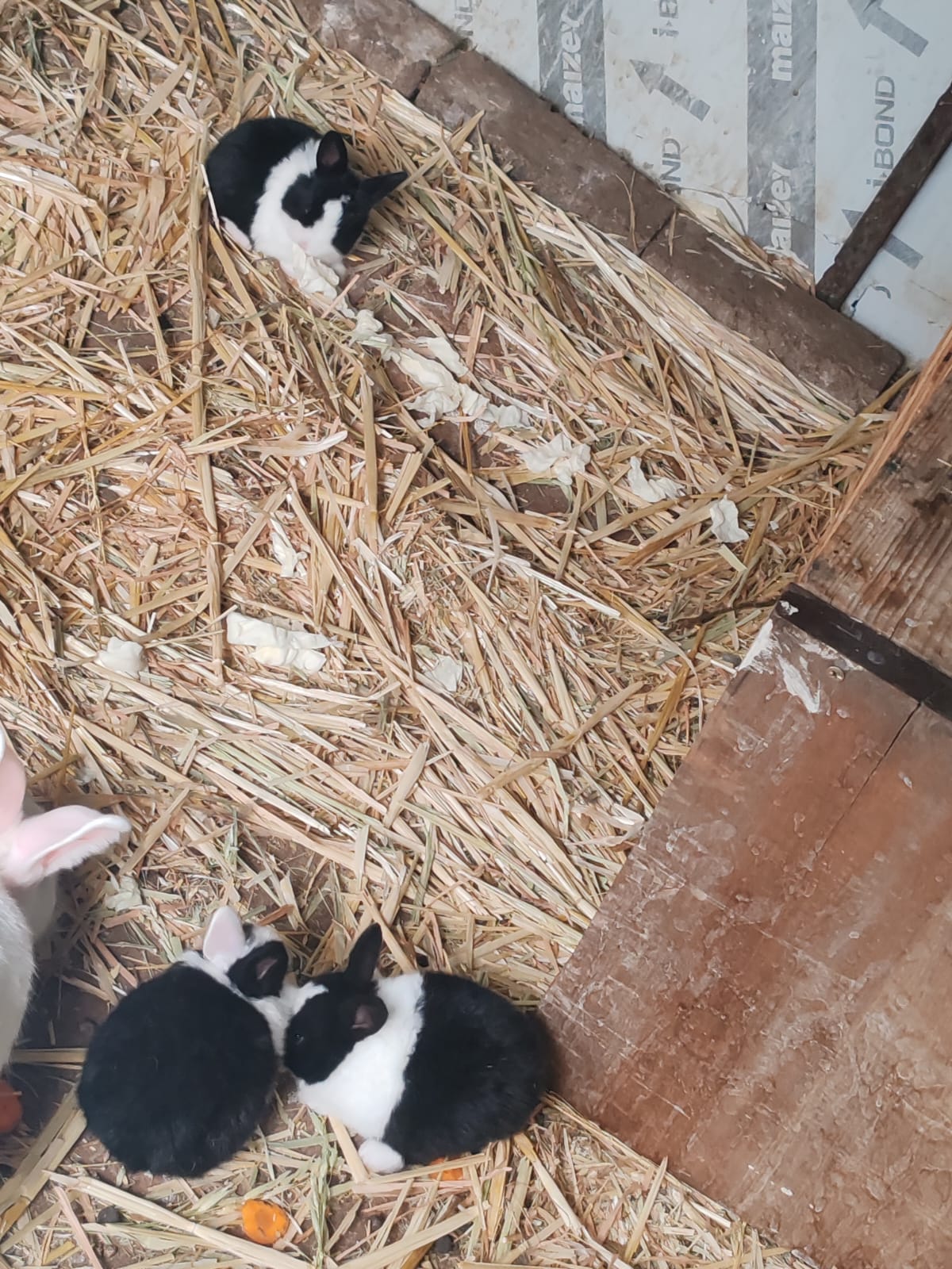 Baby rabbits | Junk Mail Marketplace