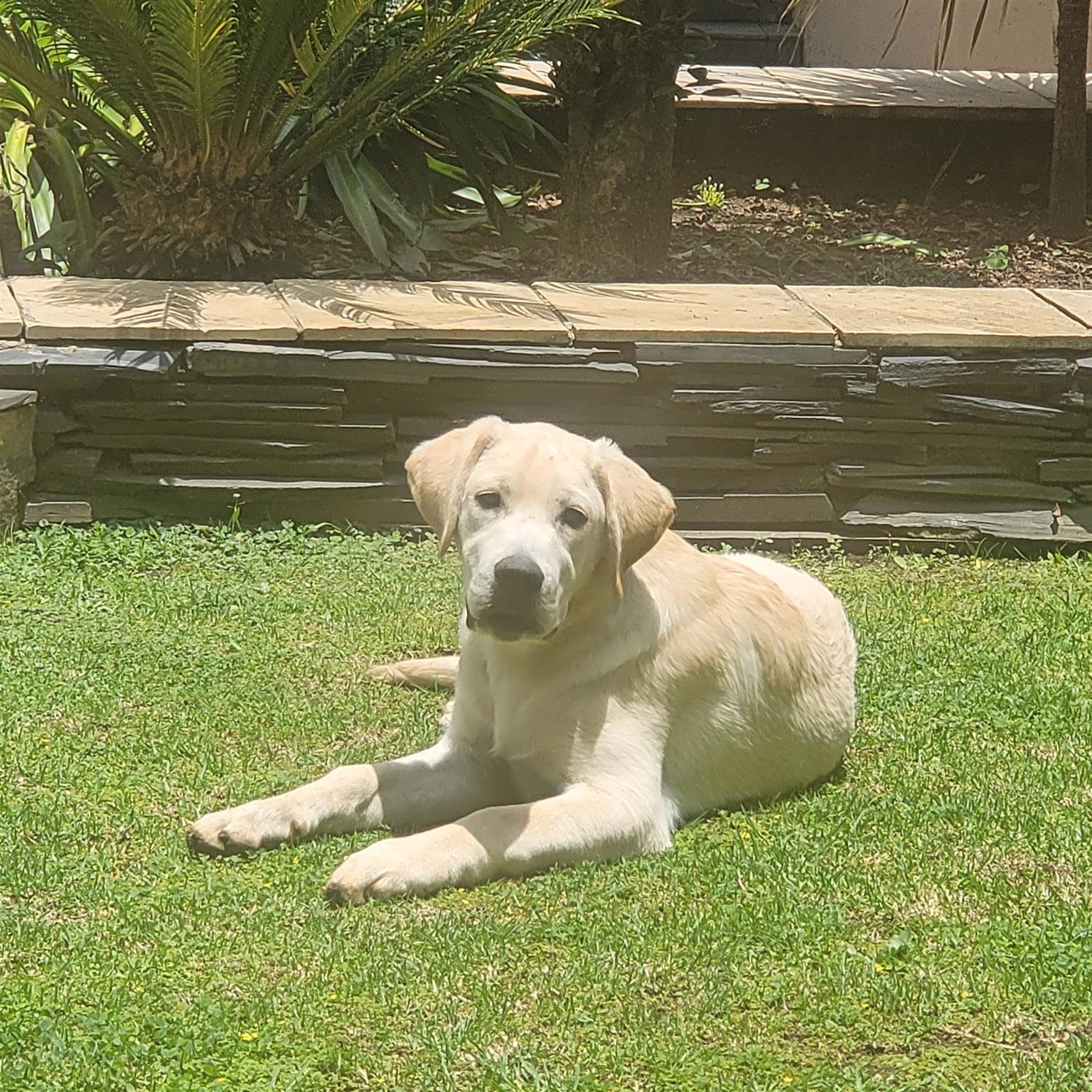 Golden Labrador pups | Junk Mail Marketplace