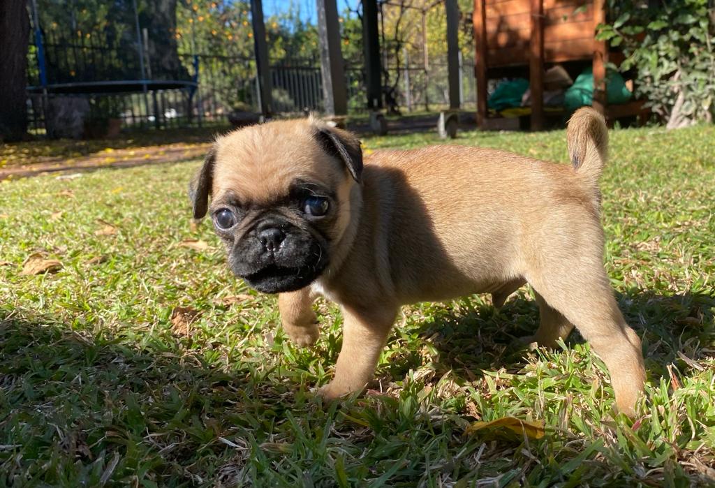 Pug puppies for sale | Junk Mail