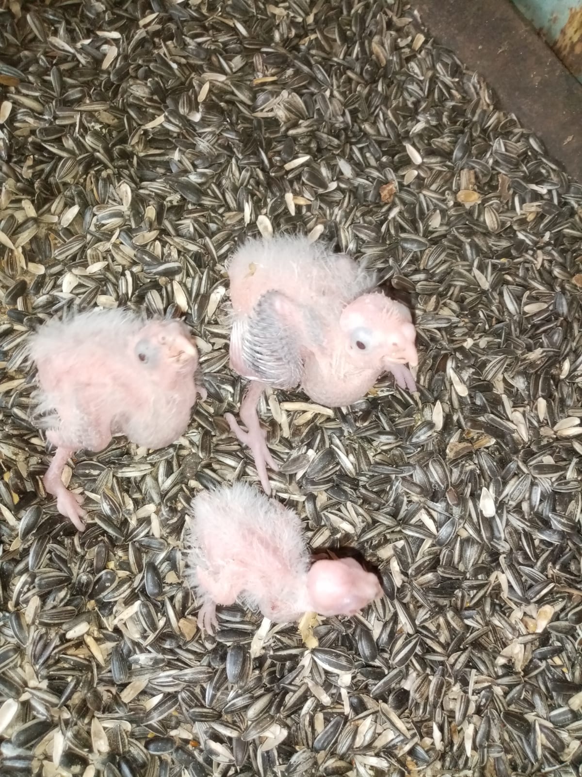 Baby cocketiels for sale Junk Mail Marketplace