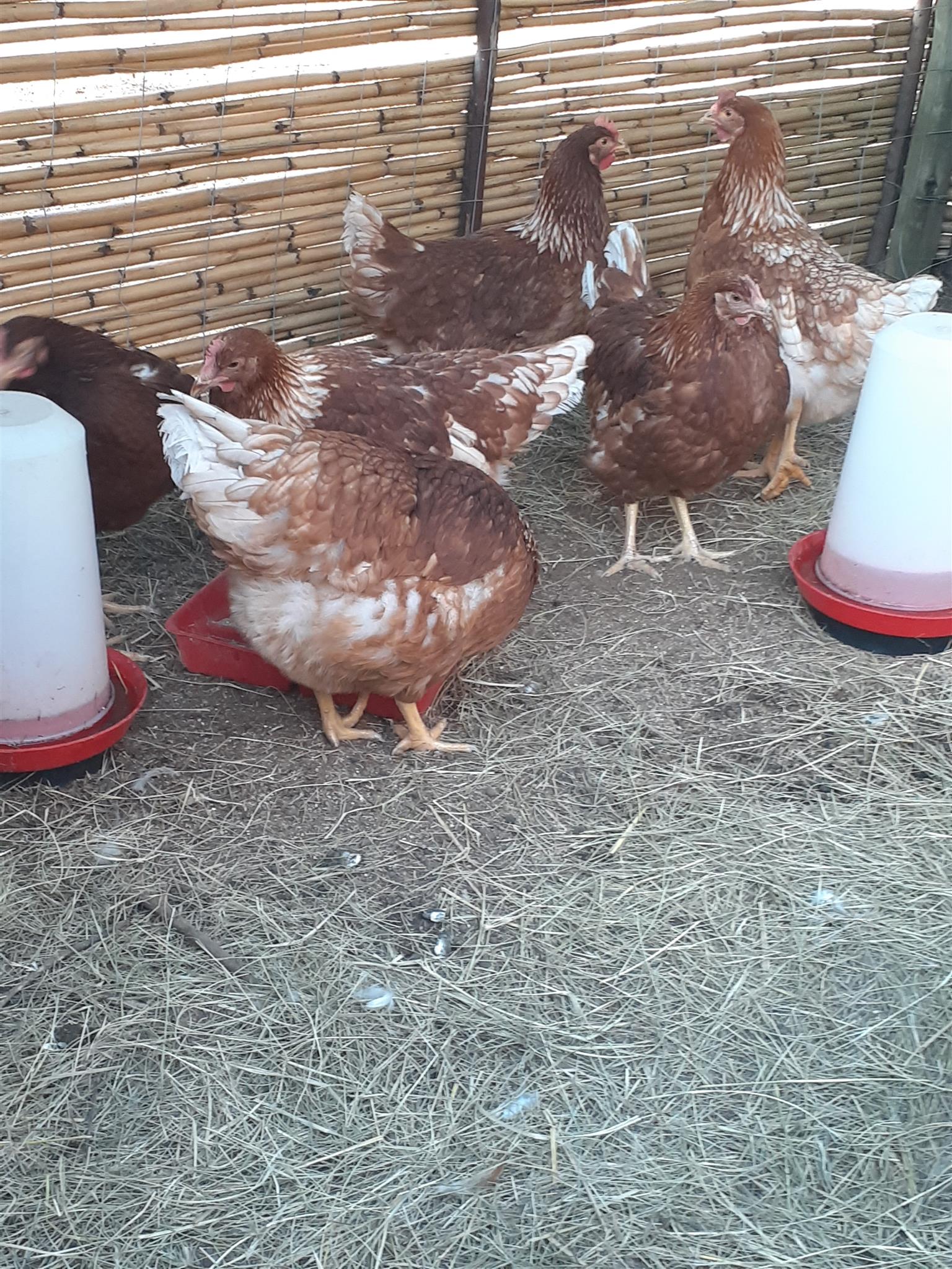 Point of Lay Hens