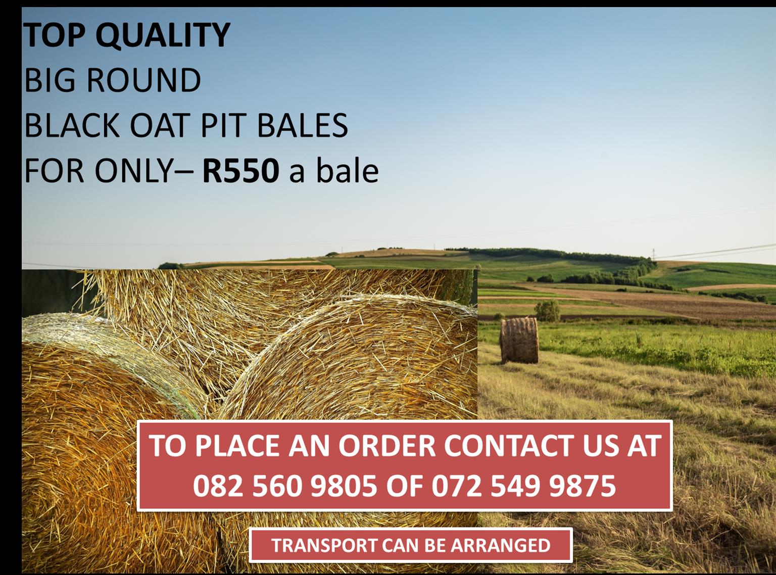 OAT PIT BALES -ROUND BALES   - TOP QUALITY