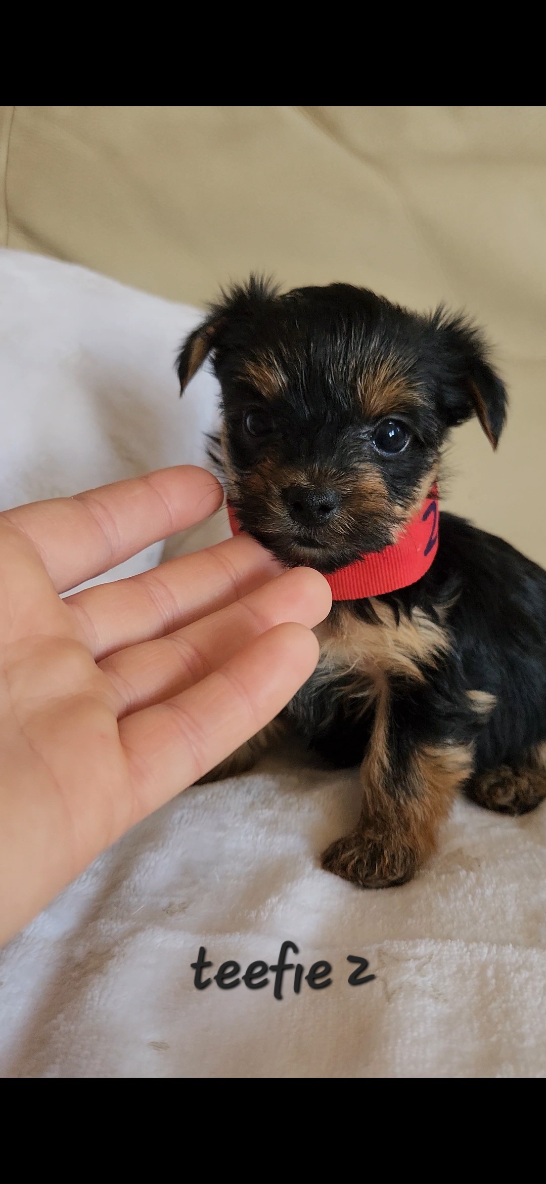 5 week old sales yorkie