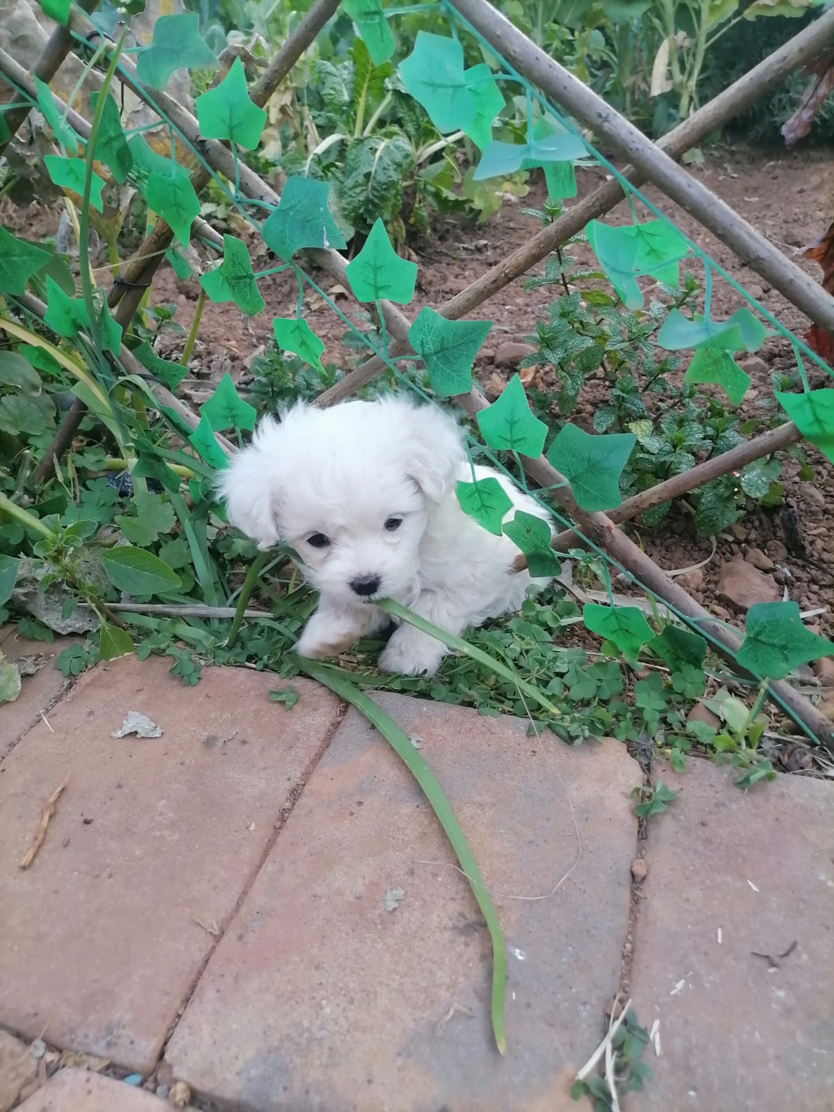 3 x Female Maltese Puppies for Sale
