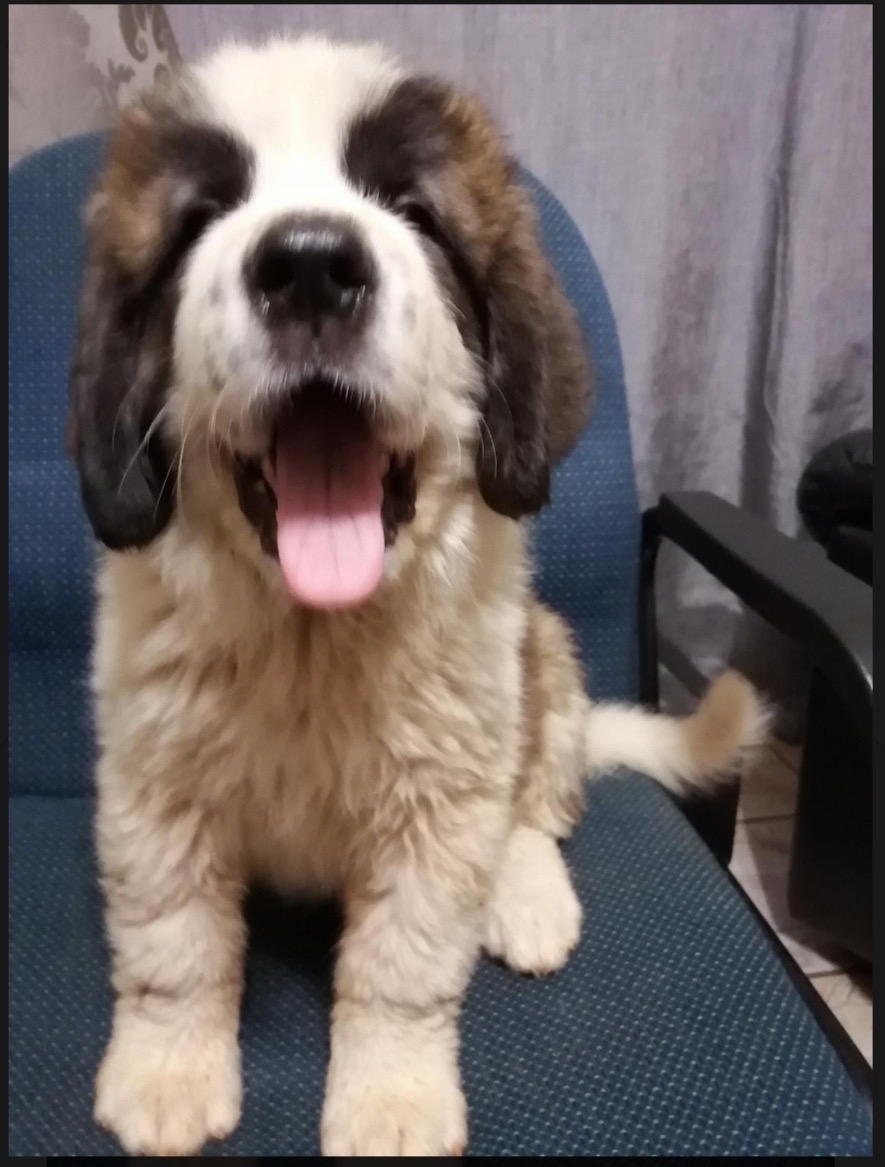 Three St Bernard puppies ready to go to new homes