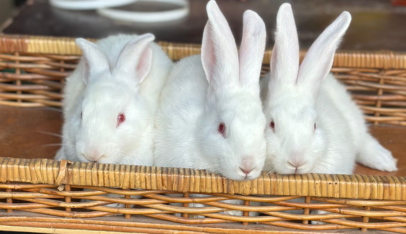 New zealand white rabbits And flemish giant rabbits | Junk Mail Marketplace