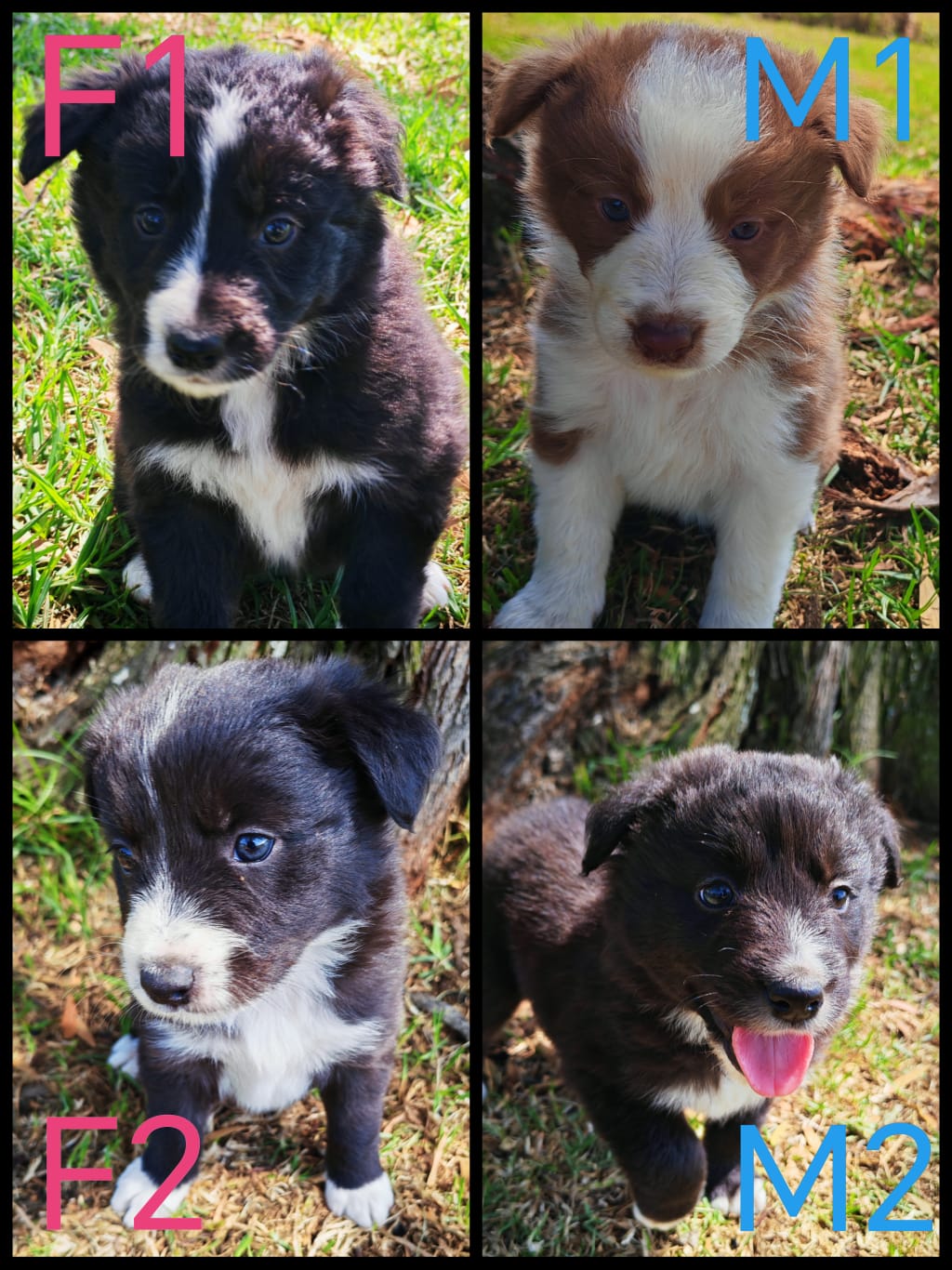 Border Collie puppies available | Junk Mail Marketplace