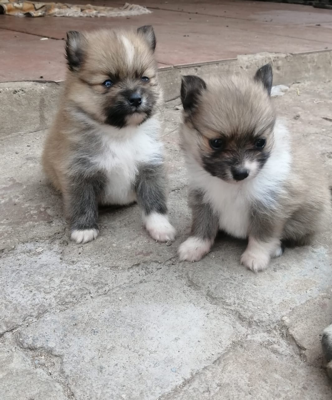 Toypom puppies