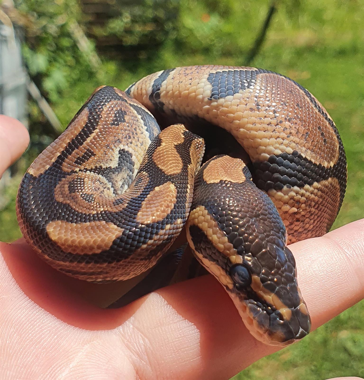 Normal Wild Type Ball Python Hatchling normal ball python female | Junk Mail Marketplace