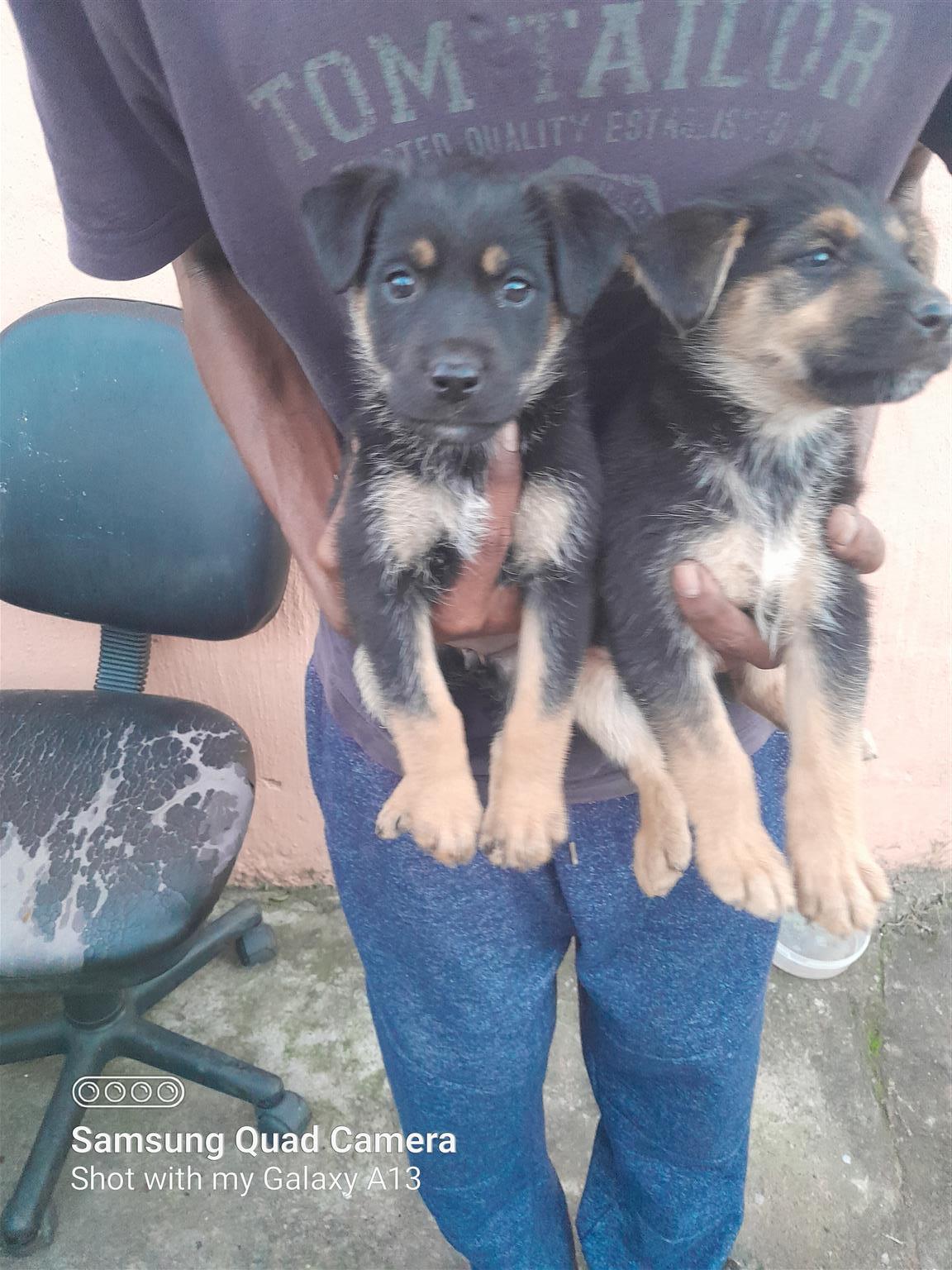 Labrador x german shepherd puppies 2024 for sale