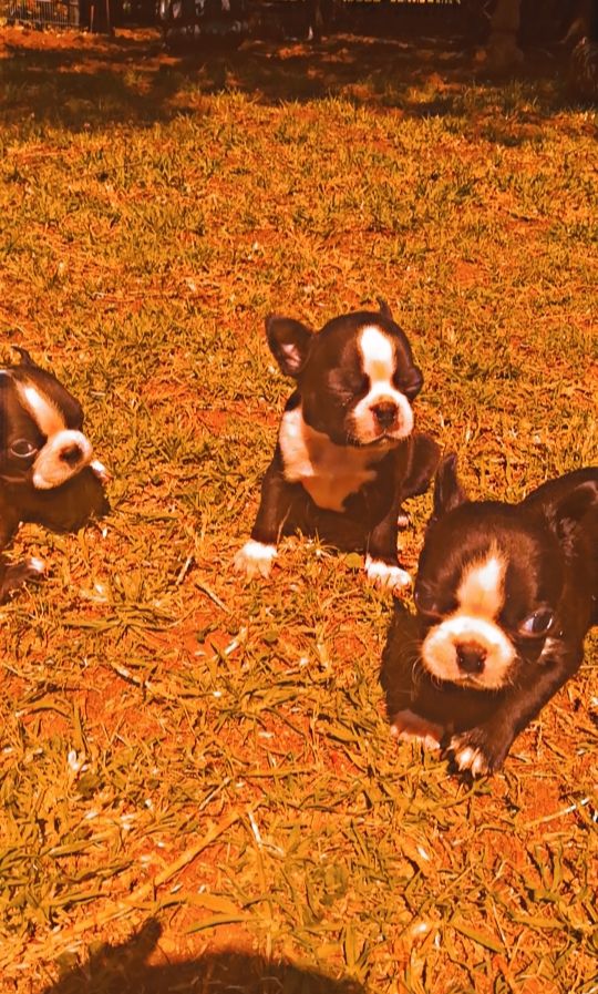 Boston Terriers pups for sale