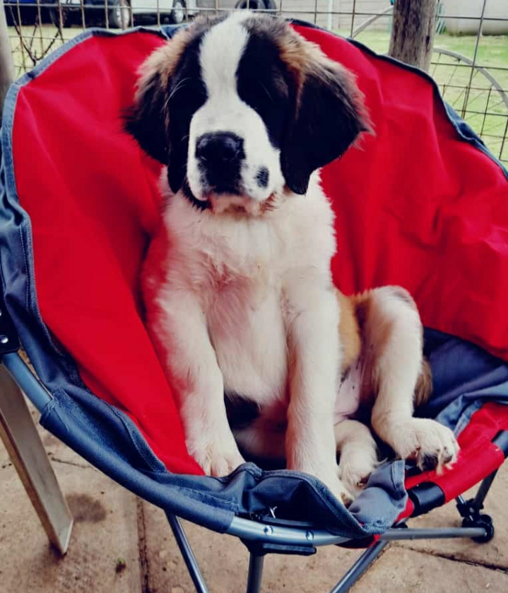 Loving Saint Bernards for sale Junk Mail