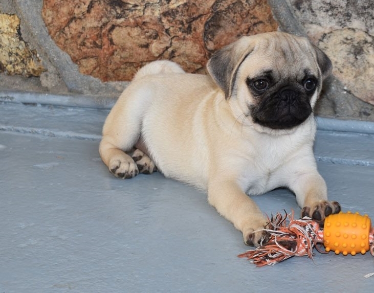 Adorable Purebred Pug Puppies 9 Weeks Old