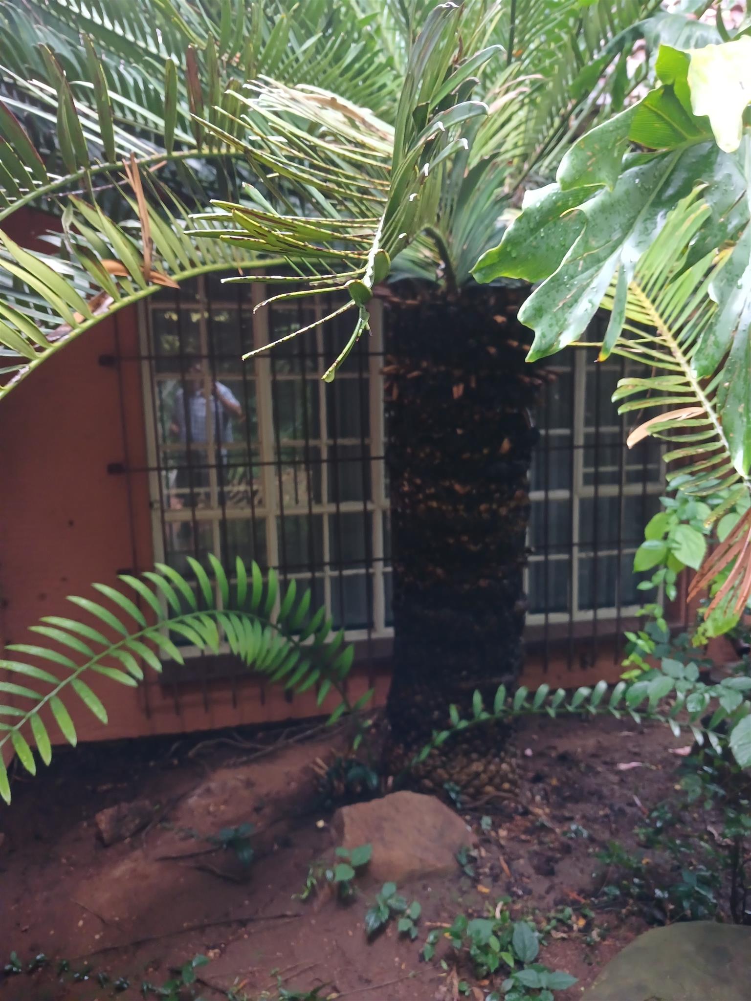48 YEAR OLD Cycad tree - E.Alkensteinii - with permit. | Junk Mail ...