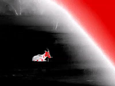 Burris BTH50 monocular