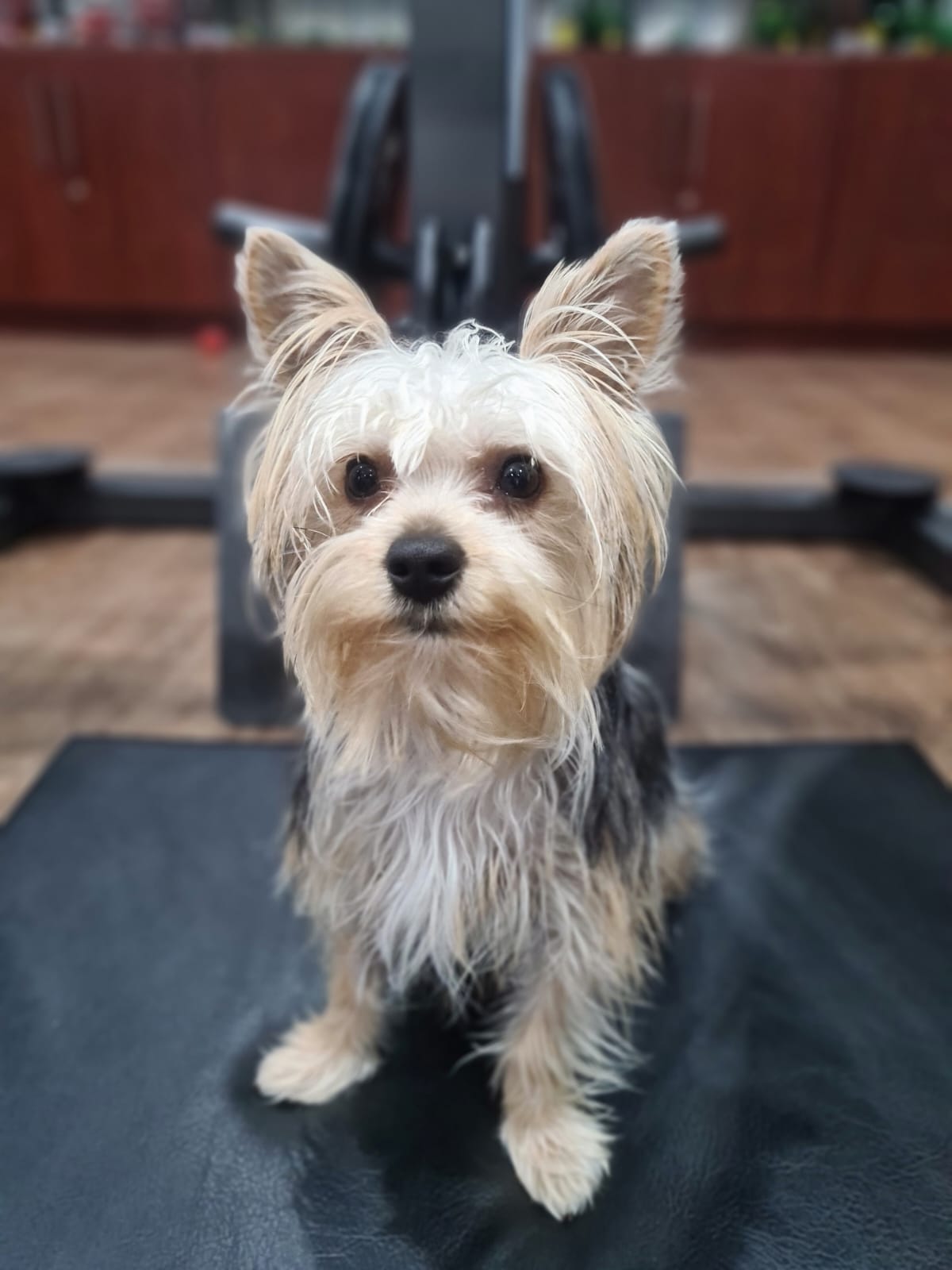 Pragtige opregte 0Exotic yorkie babas vir bespreking... | Junk Mail ...
