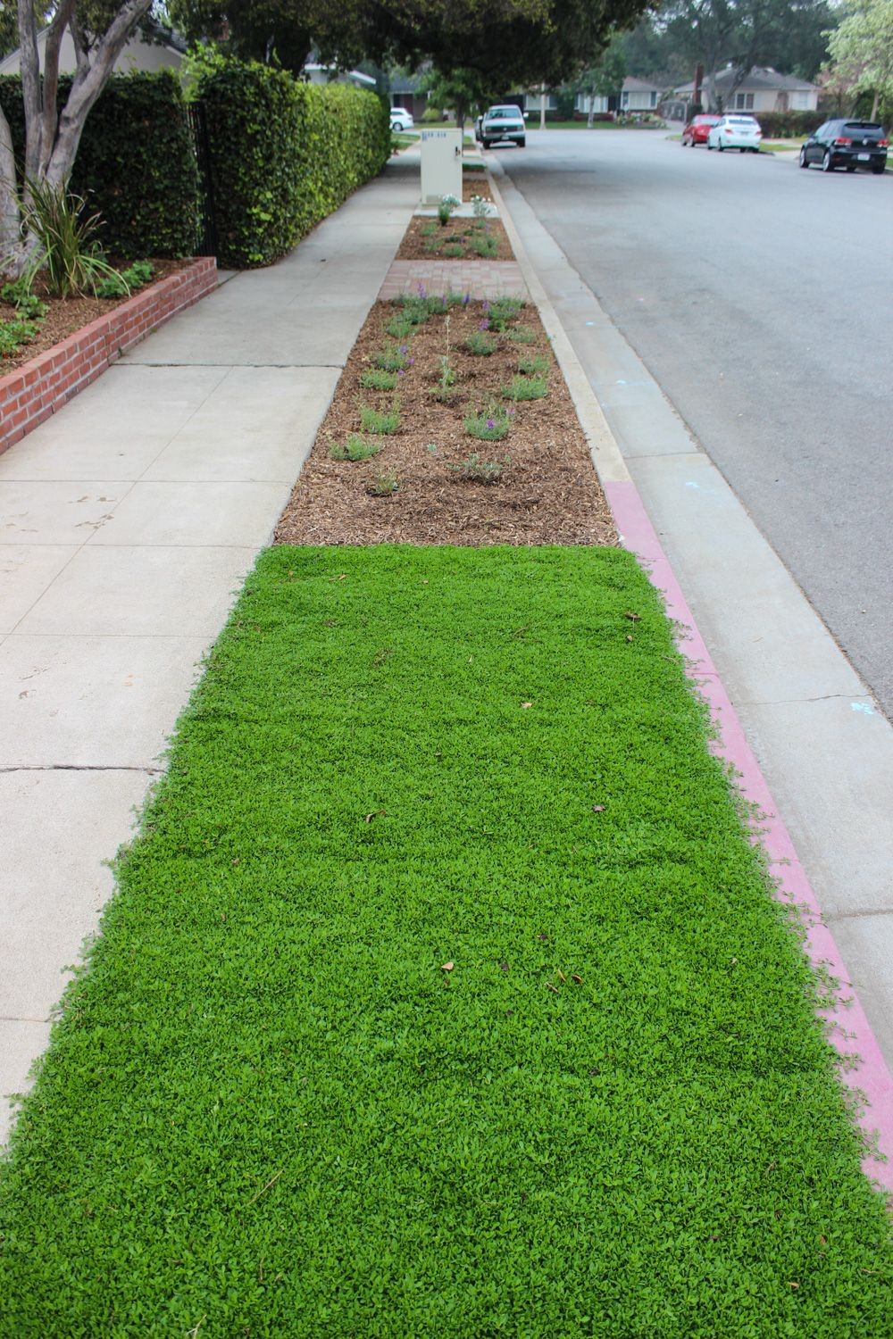 Instant lawn and installation