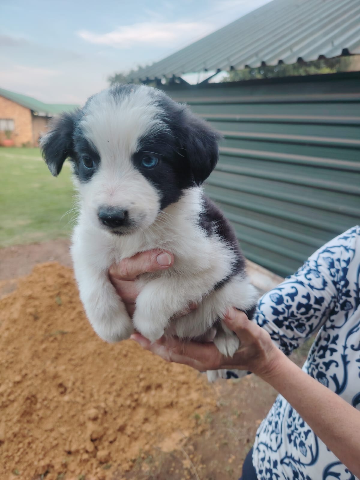Border Collie Core Border collie pups | Junk Mail Marketplace