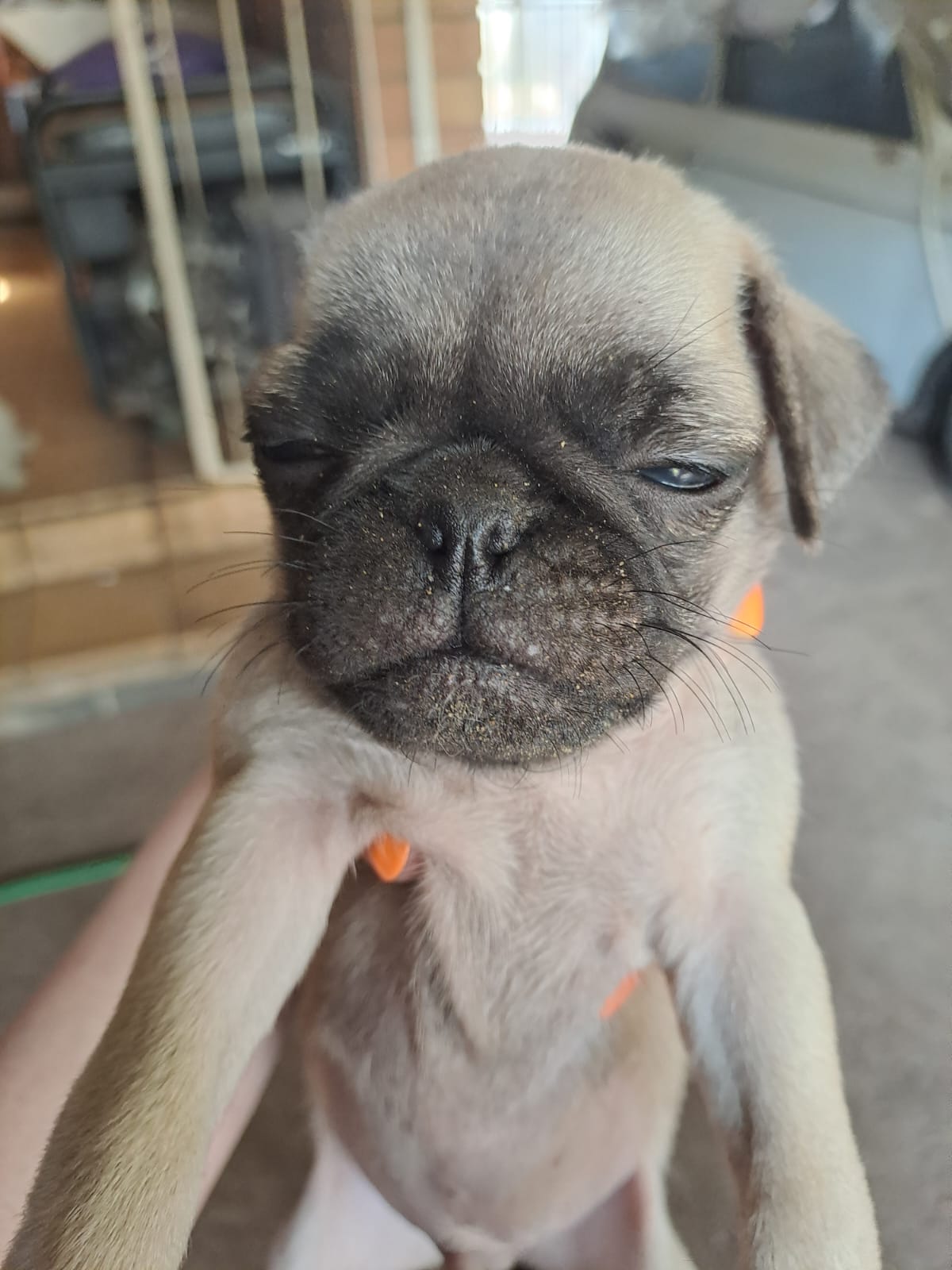 Pug Puppies | Junk Mail Marketplace