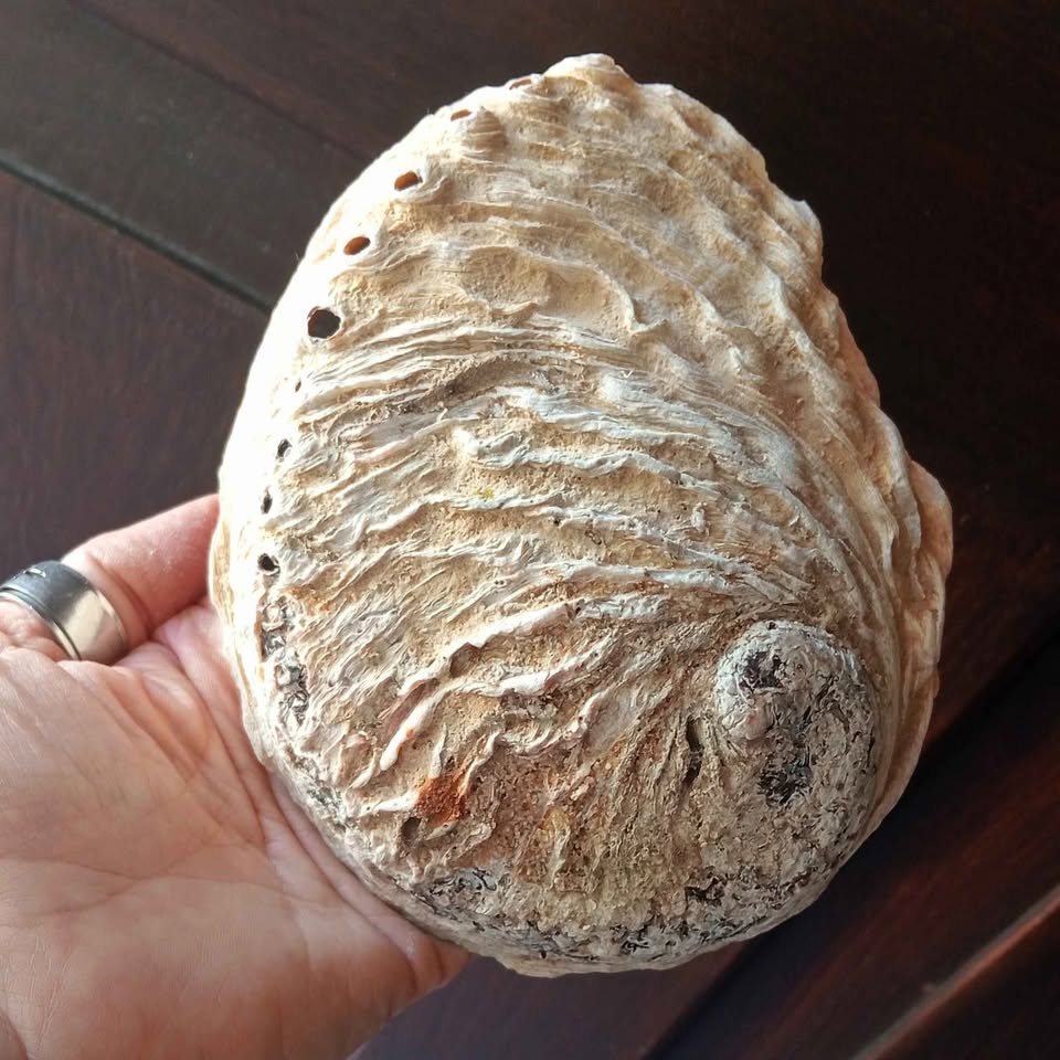 One Empty Sea Shell
