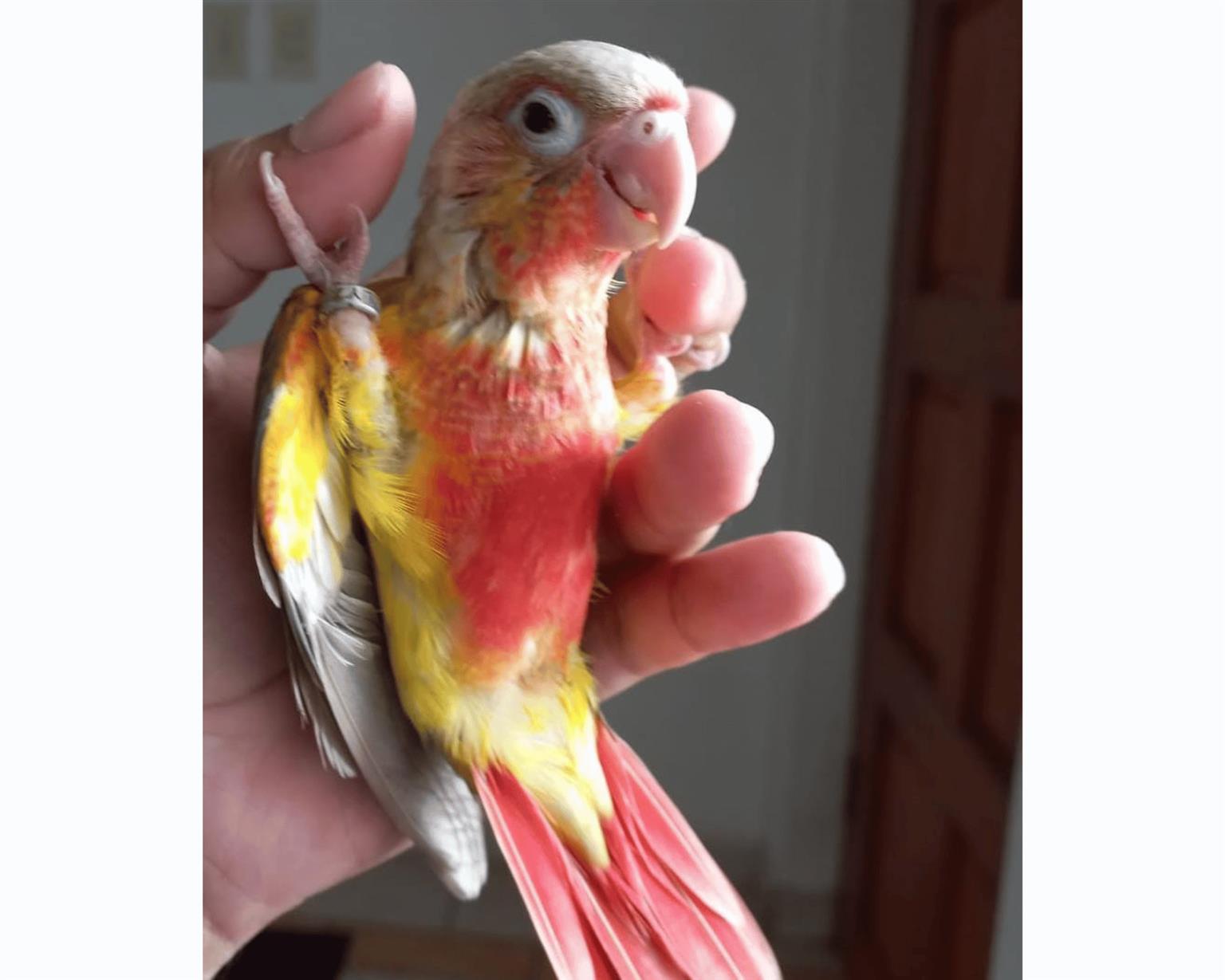 Hand reared Pineapple Conures Tame bird Junk Mail