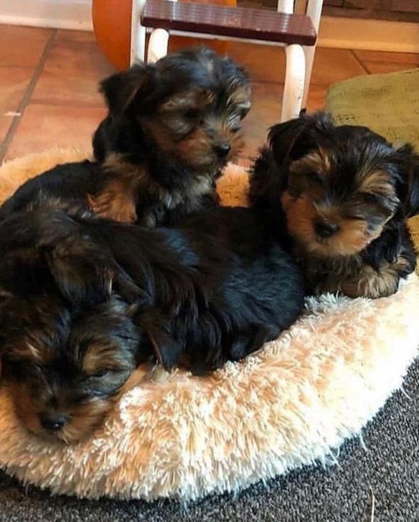 10 week best sale old yorkie puppies