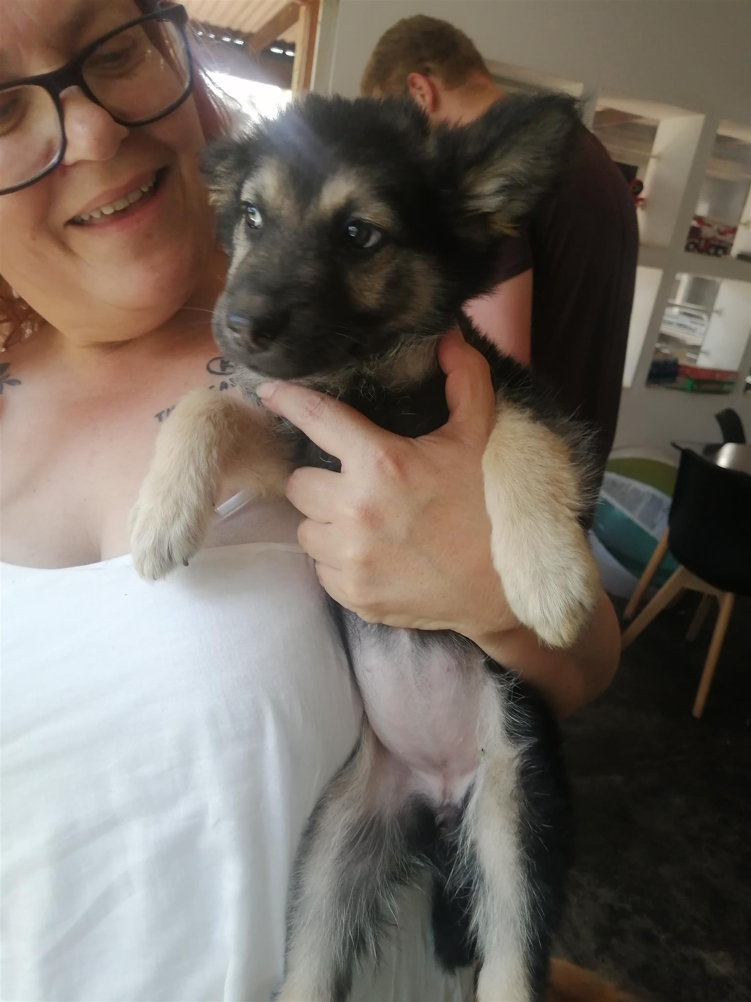 Pure breed german shepard puppies | Junk Mail Marketplace