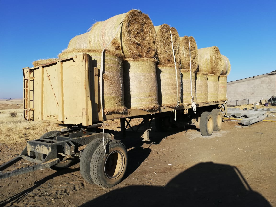 Teff Bales for Sale