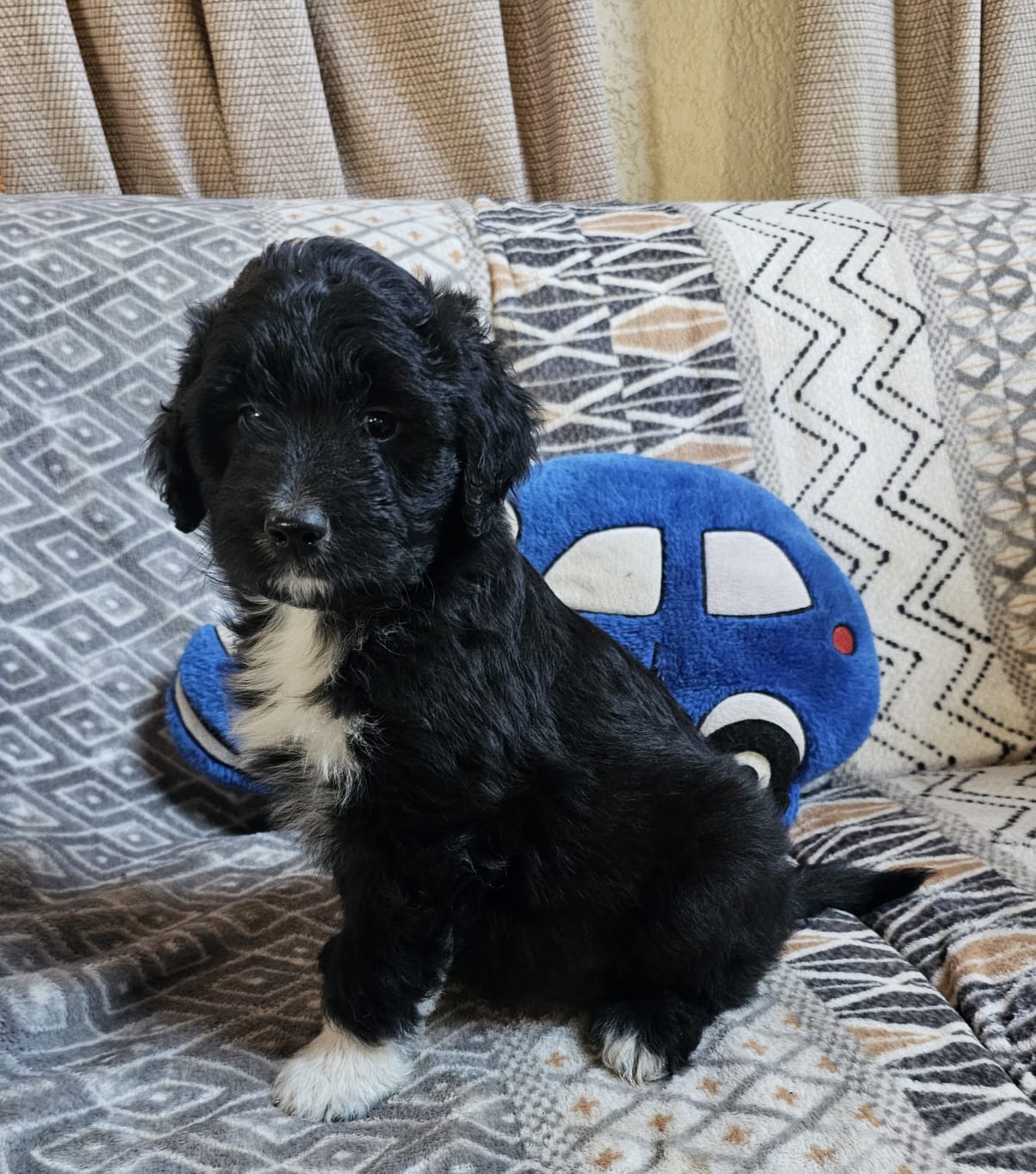 Aussie Doodles/Aussie Poos | Junk Mail Marketplace