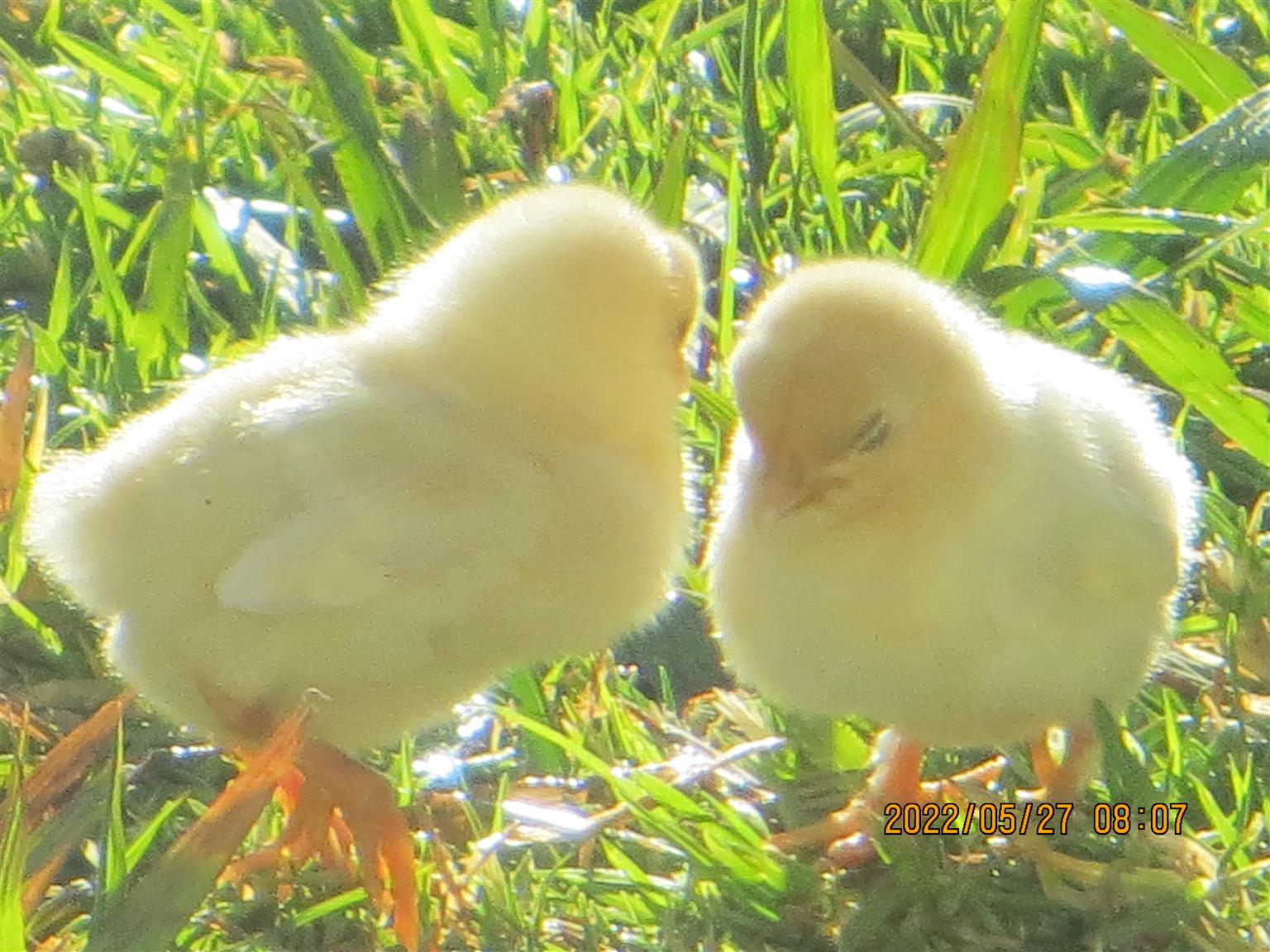Silkie / Bantam Chickens for sale Junk Mail