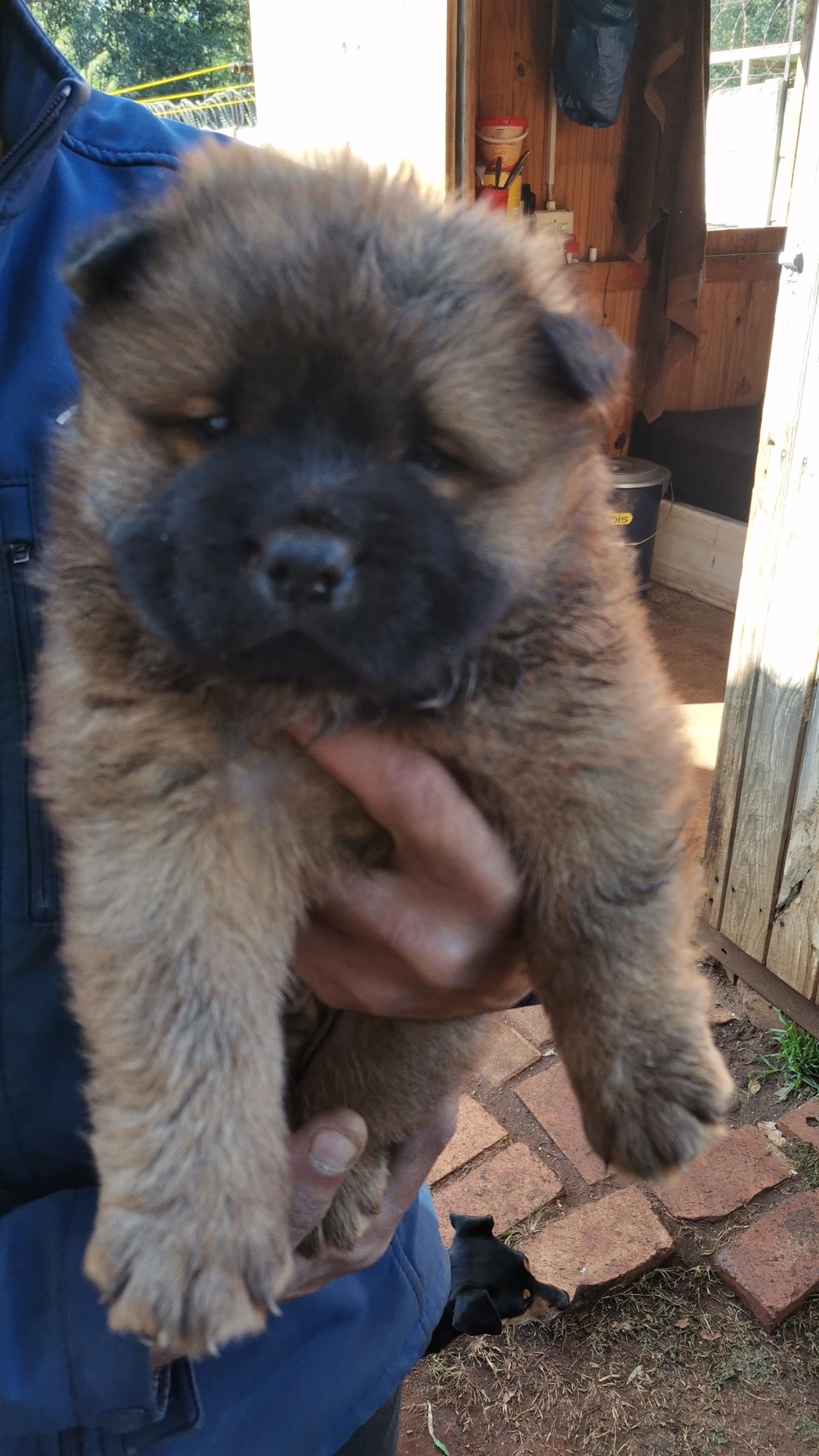 Chow chow puppies outlet for sale near me