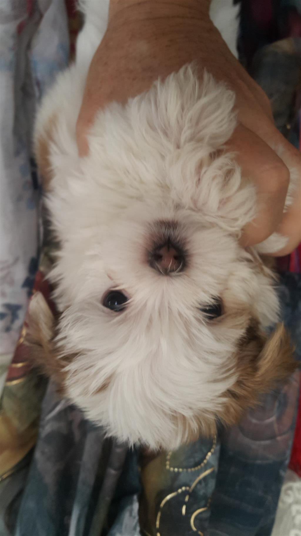 Morkie Puppies For Sale 