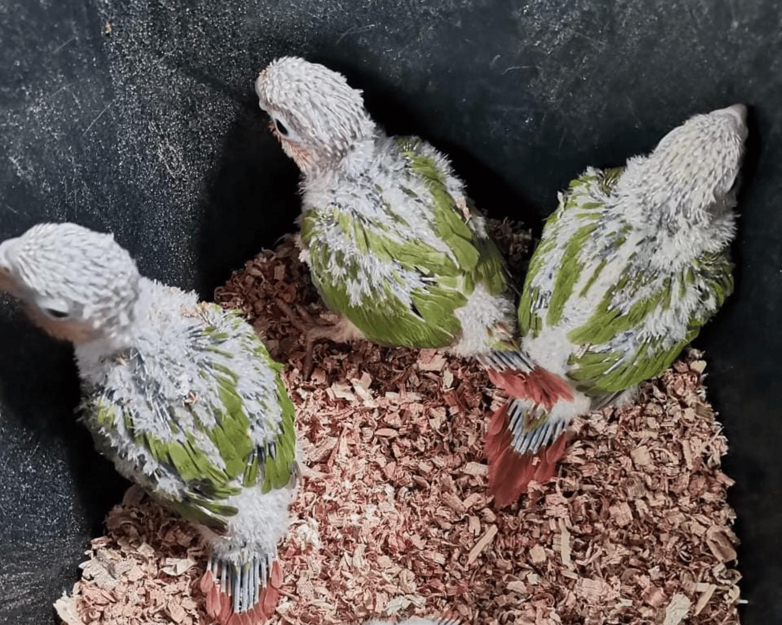 Hand reared Pineapple Conures - Tame bird | Junk Mail