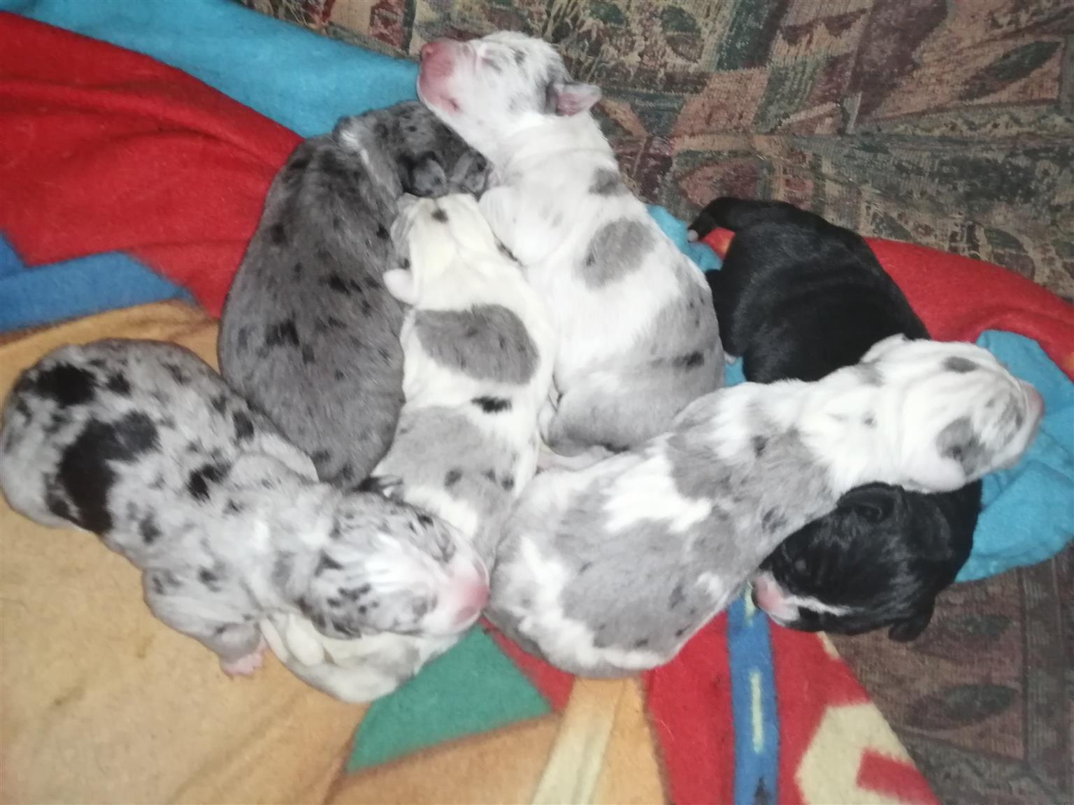 Greatdane puppies for sale 