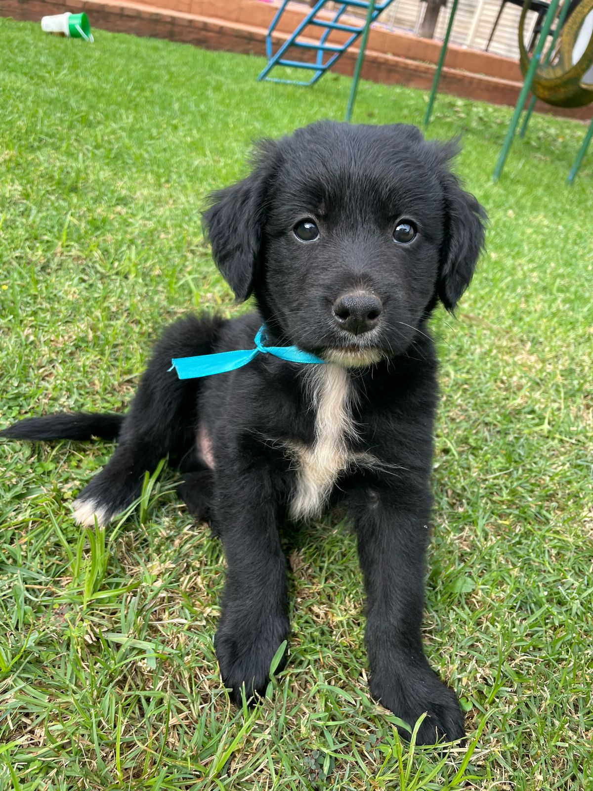 Labrodor R Border Labrador X Border Collie puppies | Junk Mail Marketplace