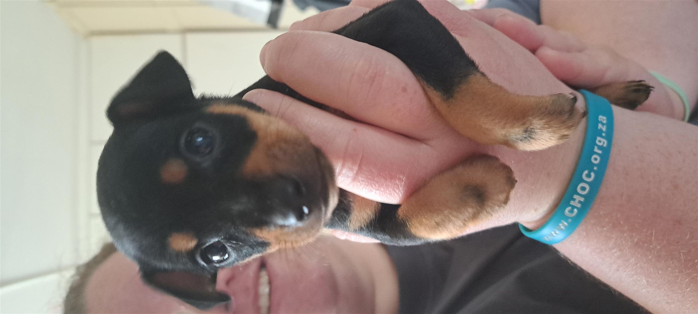 Miniature Pinscher Puppy for sale. Ready to go home. Junk Mail
