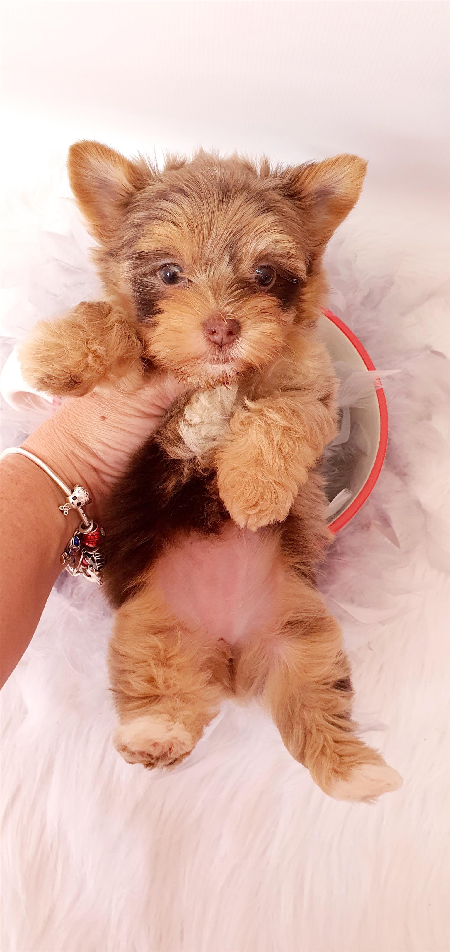 choco merle yorkshire terrier