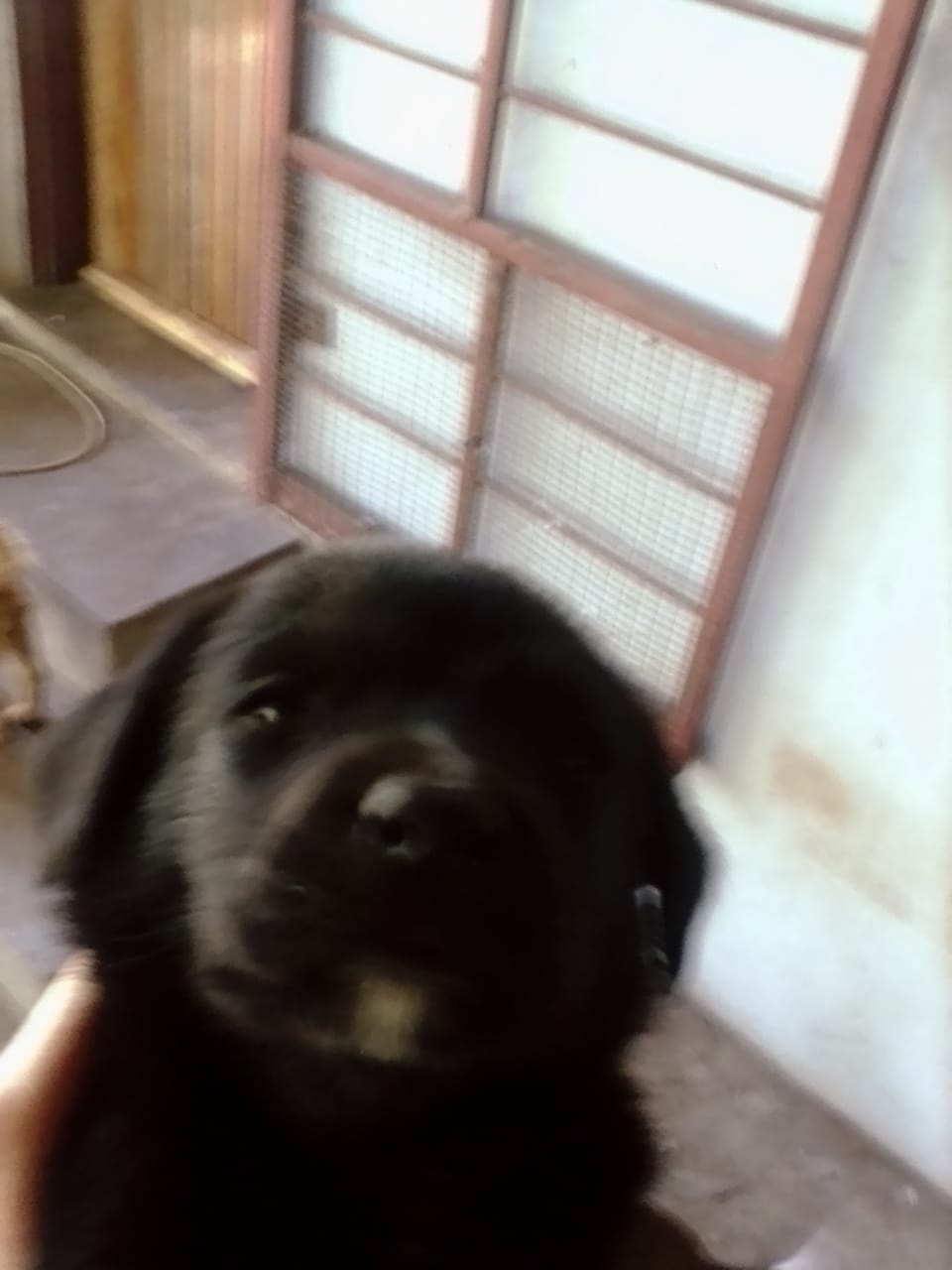 Pups fore sale.mix labrador and chow.8weeks old