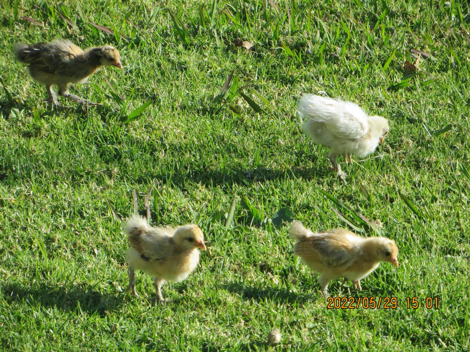 Silkie / Bantam Chickens for sale Junk Mail