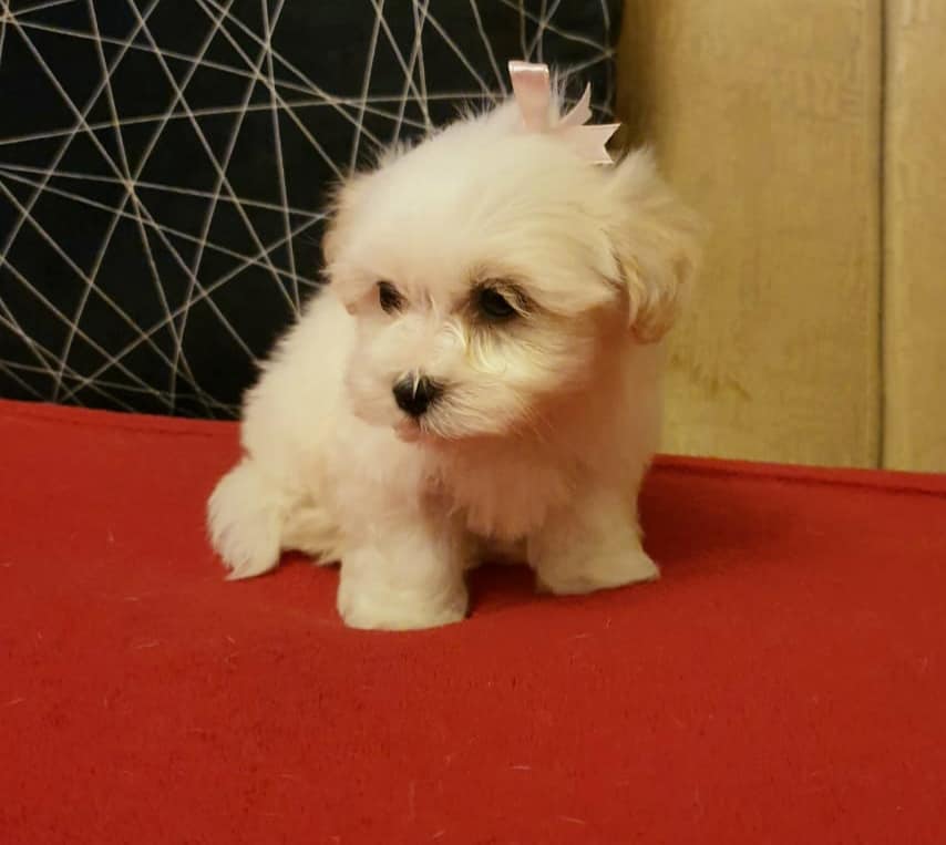 cute baby maltese puppies