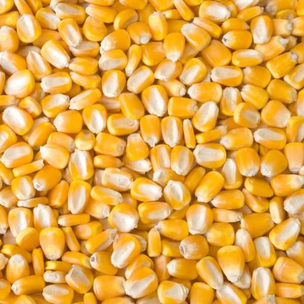 Affordable good quality Yellow Corn/ White Maize for sale