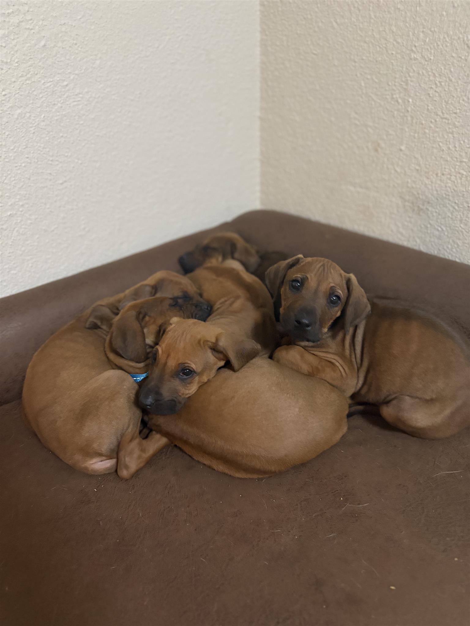 Rhodesian ridgeback puppies | Junk Mail Marketplace