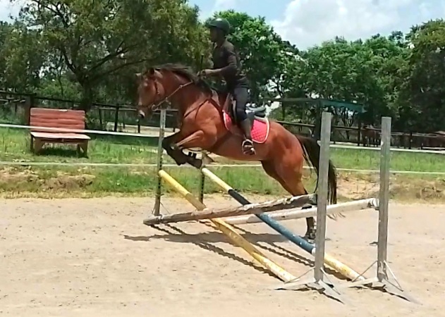 Exceptional junior competion horse 