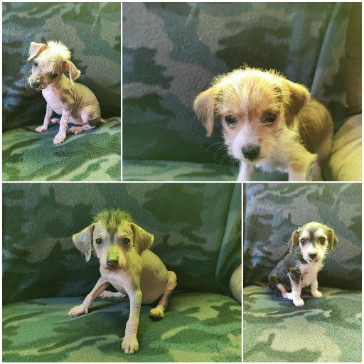 chinese crested and powder puff puppys