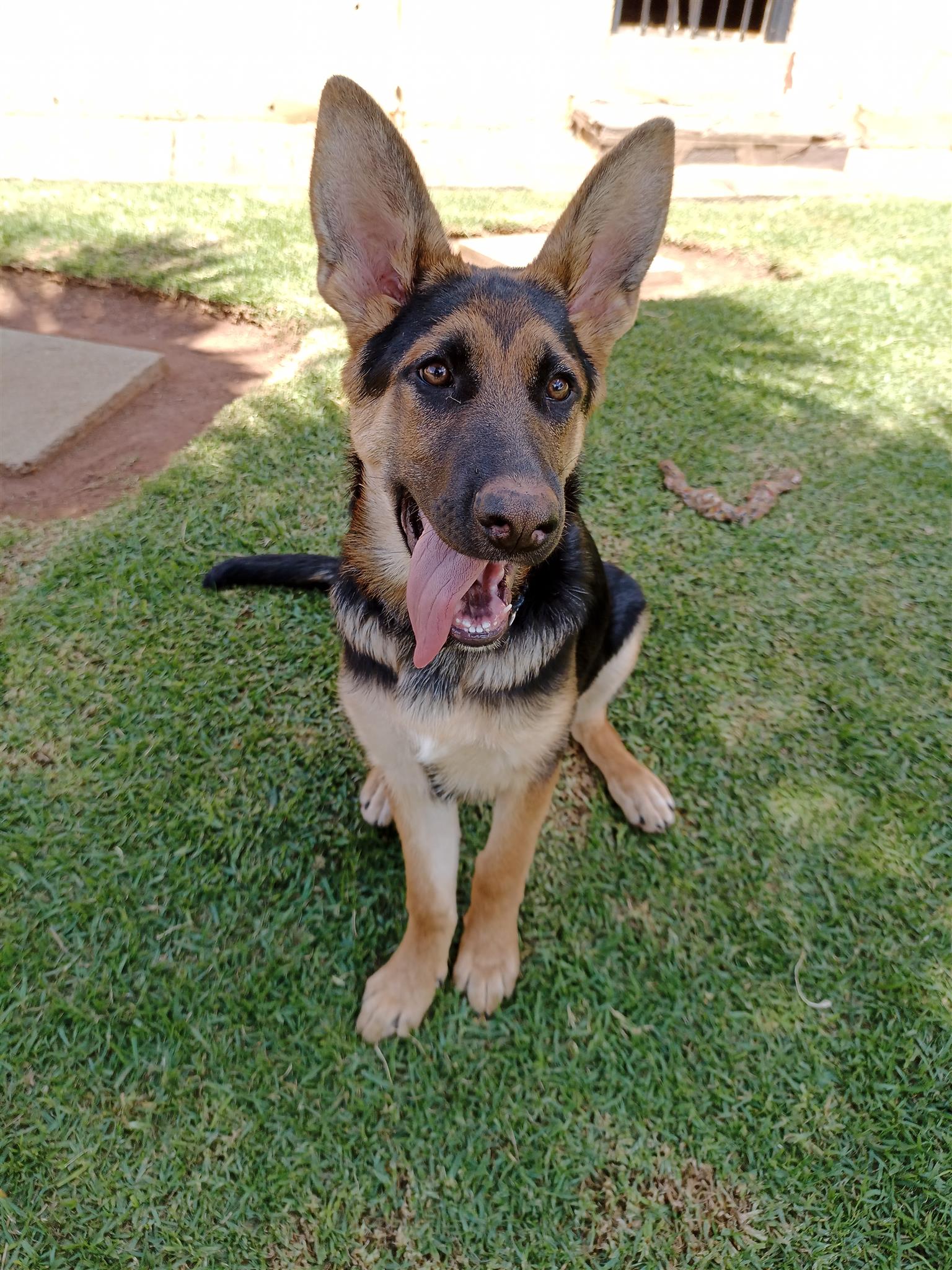  5 month old German Shepherd male puppy for sale. 