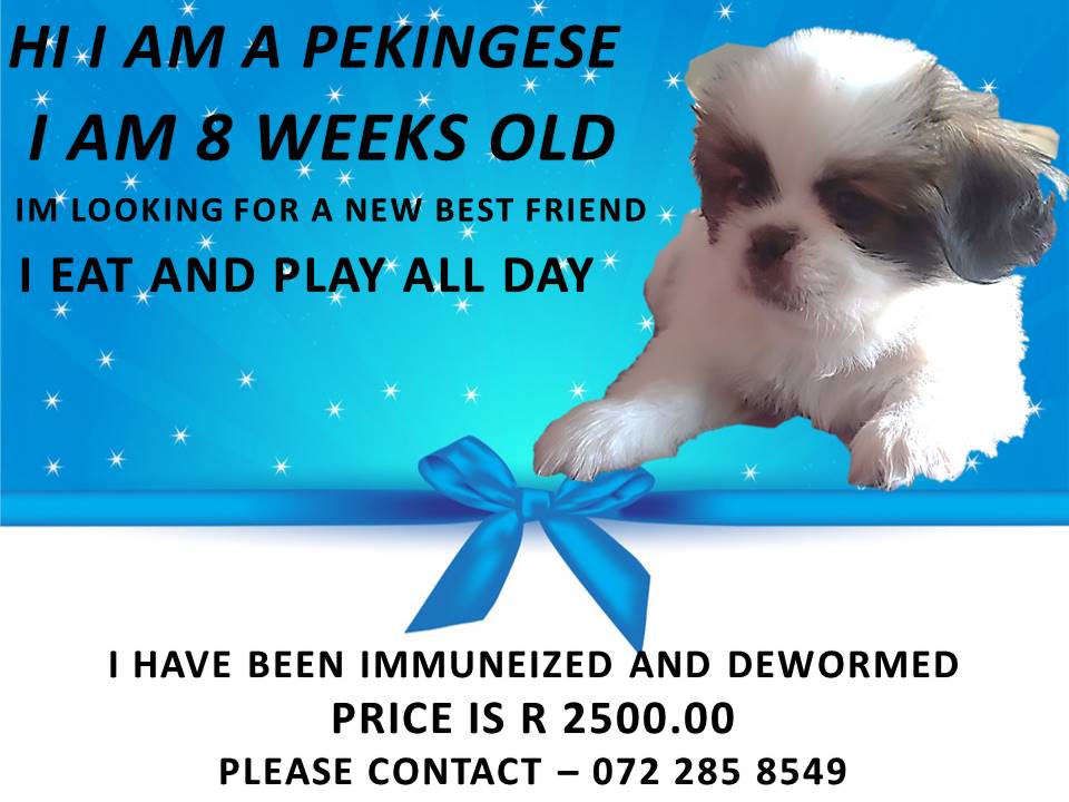 Pekingese puppy for sale 