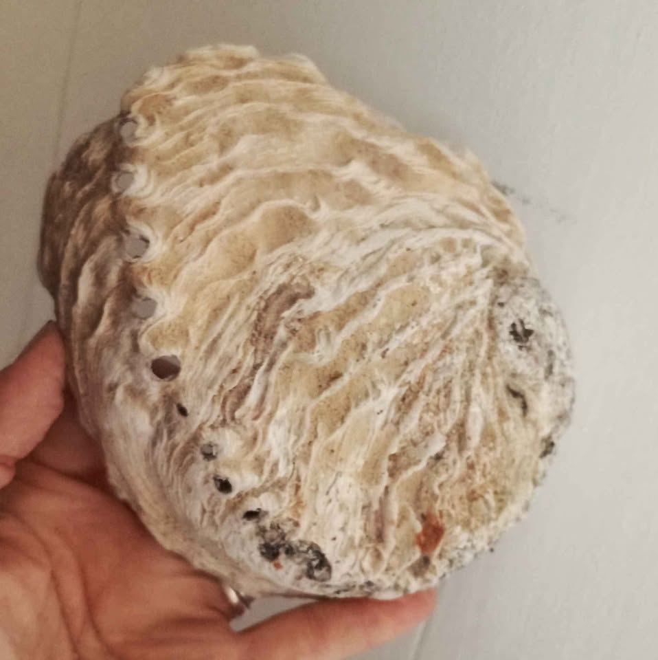 One Empty Sea Shell