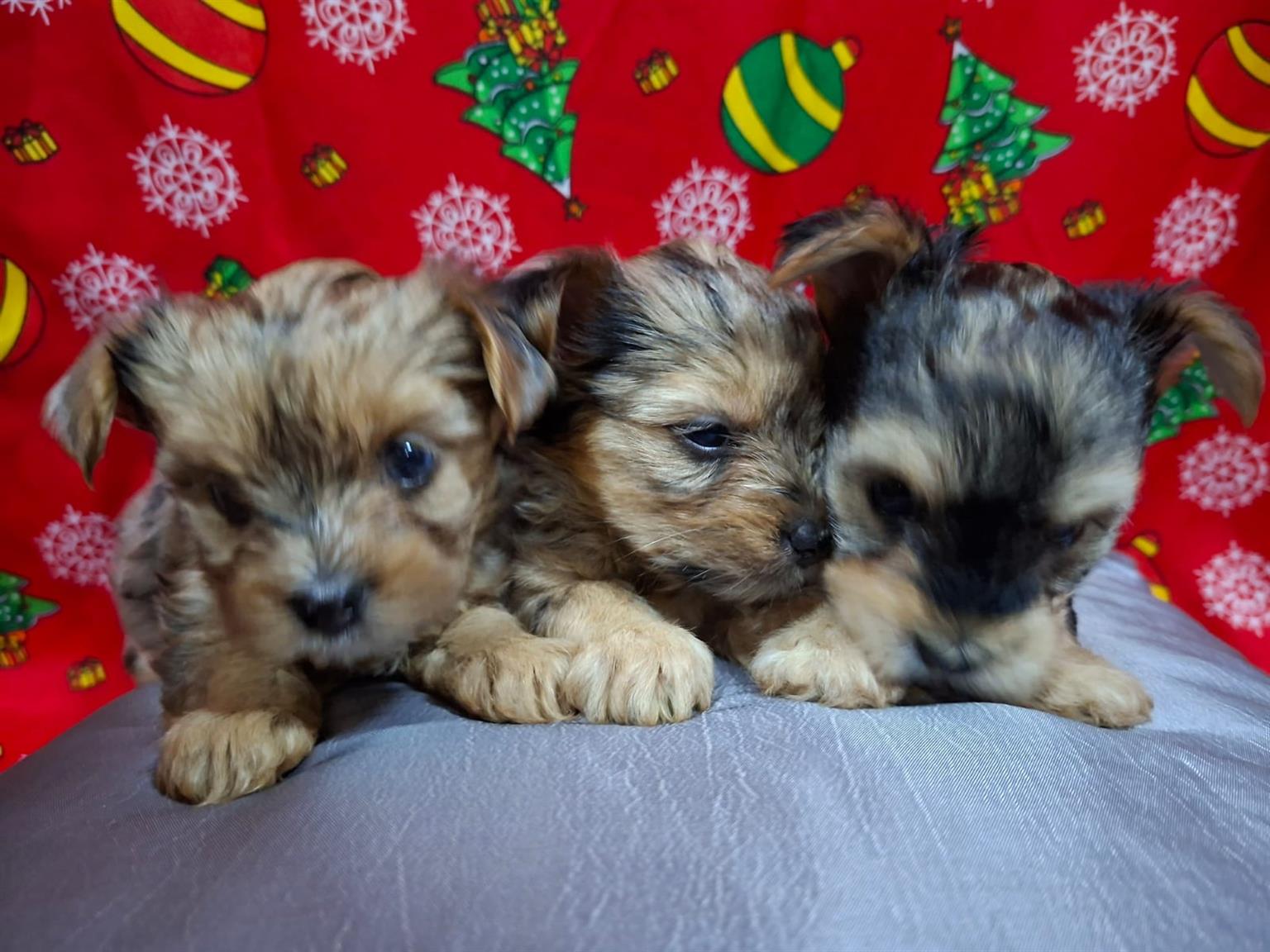 Pure bred Yorkie puppies | Junk Mail Marketplace