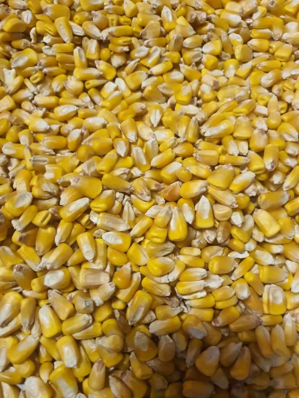 Yellow Maize available for sale 